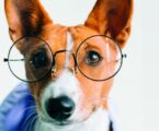 A 35ª Exposição Canina Internacional de Elvas