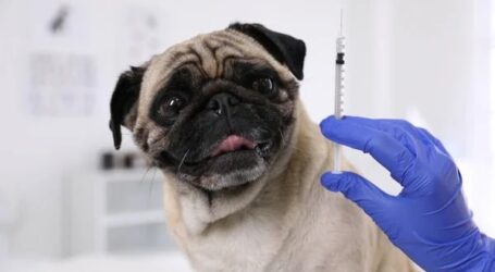 Campanha da Raiva, novamente esta QUINTA-FEIRA dia 21 de agosto pelas 16:30h no Centro de Recolha Oficial de Borba (estrada nacional na parte de trás da UNITATE)