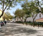 Elvas: Substituição de árvores na Avenida 14 de Janeiro