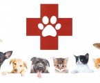 ESTREMOZ: CURSO DE PRIMEIROS SOCORROS PARA ANIMAIS DE COMPANHIA