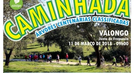 Caminhada pelas “Árvores Centenárias Classificadas”
