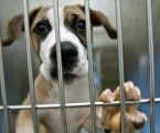 Construção do Centro de Recolha Animal de Avis em curso