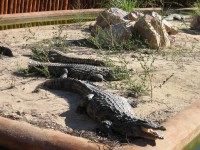Crocodilos clique p/ ampliar