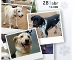 Campo Maior: CÃOminhada