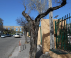 Câmara de Elvas abate 18 árvores em risco de queda