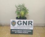 GNR:  Varatojo, Torres Vedras.  – Detido enquanto transportava uma planta de cannabis