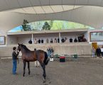 Workshop Avaliação Morfológica e Locomotora em Cavalos de Desporto