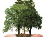 Elvas recebe iniciativas no Dia Mundial da Floresta