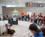 Exposição Pecuária em destaque no Parque de Leilão de Gado