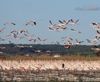 MILHARES DE FLAMINGOS PROPORCIONAM ESPETÁCULO ÚNICO NA AMEIRA