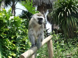 Macaco_Tarrafe1