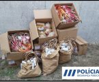 Operação FOCUS da PSP apreende de 627 artigos pirotécnicos