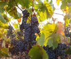 Sete vinhos de produtores de Reguengos de Monsaraz premiados no concurso La Selezione del Sindaco