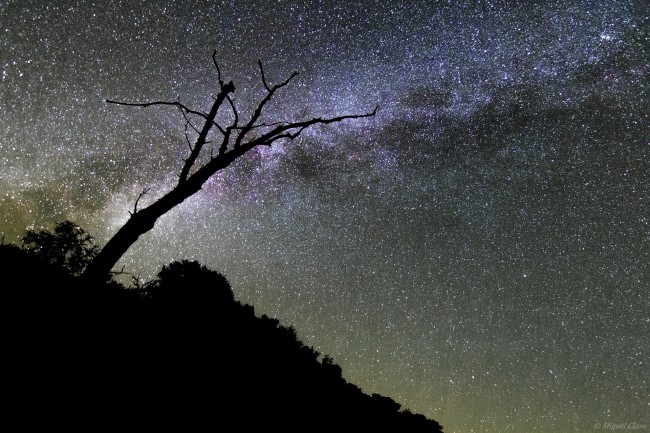TreeBacklight-MilkyWay_2423-net