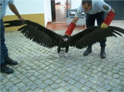 abutre_negro