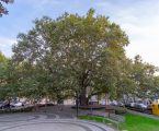 Plátano do Rossio de Portalegre a um passo de ser a “Árvore do Ano 2019”