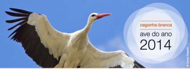 cegonha_branca