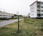 Mais de 500 árvores plantadas em Évora
