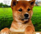 O Centro de Negócios Transfronteiriço de Elvas acolhe a 32ª edição da Exposição Canina Internacional de Elvas, numa organização da Câmara Municipal de Elvas