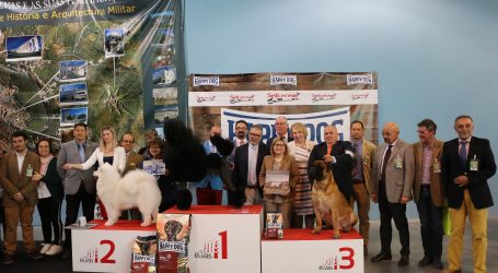 Centenas de cães e criadores em Elvas em mais uma exposição canina