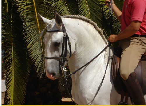 feira_cavalo