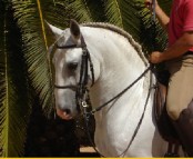 feira_cavalo