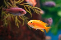 fluviario_mora_peixes