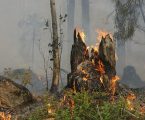 GNR: Operação Floresta Segura 2023 – Balanço da limpeza de terrenos