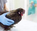 Elvas: Prevenção da gripe aviária nas capoeiras