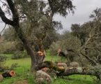 Quercus exige apuramento de responsabilidades Corte ilegal de azinheiras em Monforte