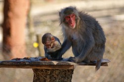 KONICA MINOLTA DIGITAL CAMERA