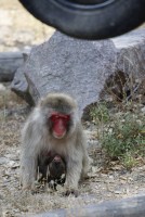 macaco_japao