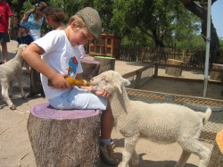 monte_selvagem_animais_criancas