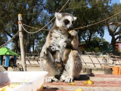 monte_selvagem_nascimentos