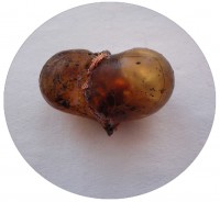 pintura_antonio_angel1 Antonio Angel