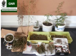 ponte_sor_cannabis