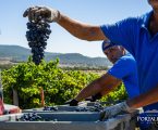 Vindimas na Adega de Portalegre prometem vinhos com maior qualidade