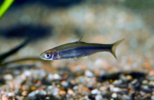 saramugo_peixe_fluviario