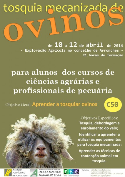tosquia_ovinos