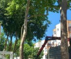 Município de Beja promove trabalhos arboricultura urbana